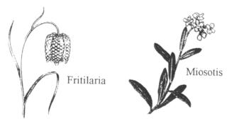 (Plu flori Fritilaria e Miosotis)