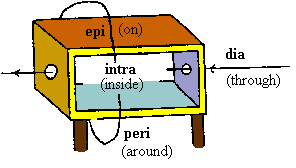 [diagram about the prepositions epi, intra, dia and
peri]
